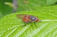 Rhingia campestris