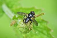 Phania funesta