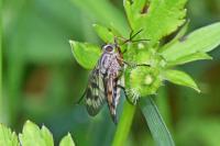 Rhagio scolopaceus
