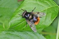 Volucella bombylans var. bombylans