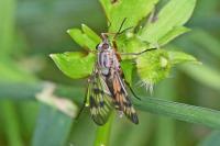 Rhagio scolopaceus