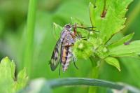 Rhagio scolopaceus