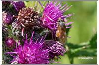 Rhingia campestris