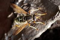 Caliprobola speciosa