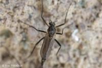 Chironomus