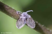 Clogmia albipunctata