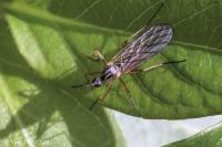 Empis trigramma