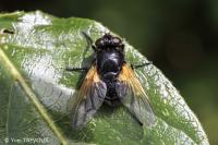 Mesembrina meridiana