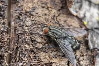 Sarcophaga carnaria