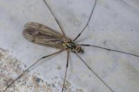Nephrotoma appendiculata