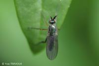 Poecilobothrus