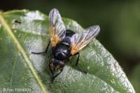 Mesembrina meridiana