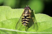 Syrphus ribesii