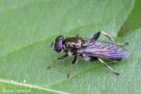 Xylota segnis