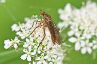 Empis opaca