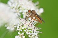 Empis opaca
