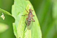 Empis opaca