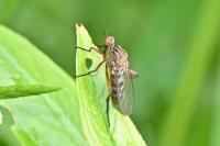 Empis opaca