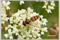 Episyrphus balteatus