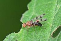 Geomyza tripunctata