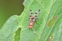 Geomyza tripunctata