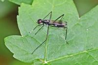 Rainieria calceata