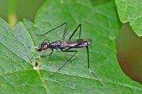 Rainieria calceata