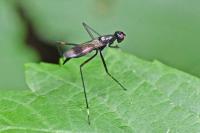 Rainieria calceata