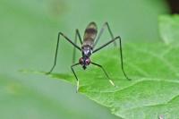 Rainieria calceata