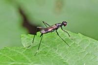 Rainieria calceata