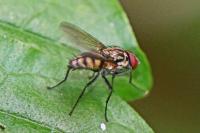Hydrophoria ruralis
