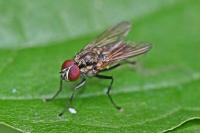 Hydrophoria ruralis