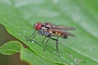Hydrophoria ruralis