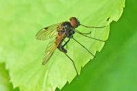 Chrysopilus cristatus