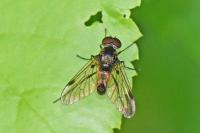 Chrysopilus cristatus