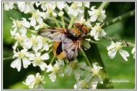 Ectophasia crassipennis
