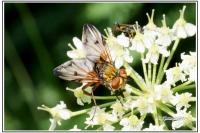 Ectophasia crassipennis