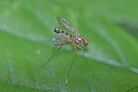 Sciapus