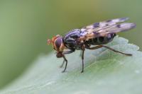 Otites porcus