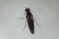 Scenopinus fenestralis