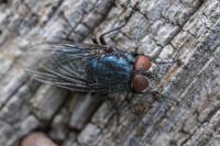 Eudasyphora cyanicolor