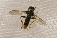 Xylota sylvarum