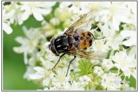 Graphomya maculata