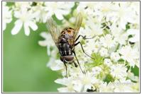 Graphomya maculata