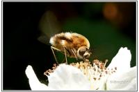 Bombylius cruciatus