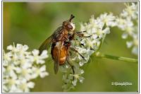 Tachina fera