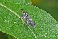 Dolichopus