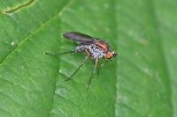 Dolichopus