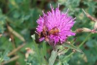 Sicus ferrugineus