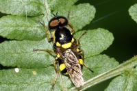 Oxycera rara